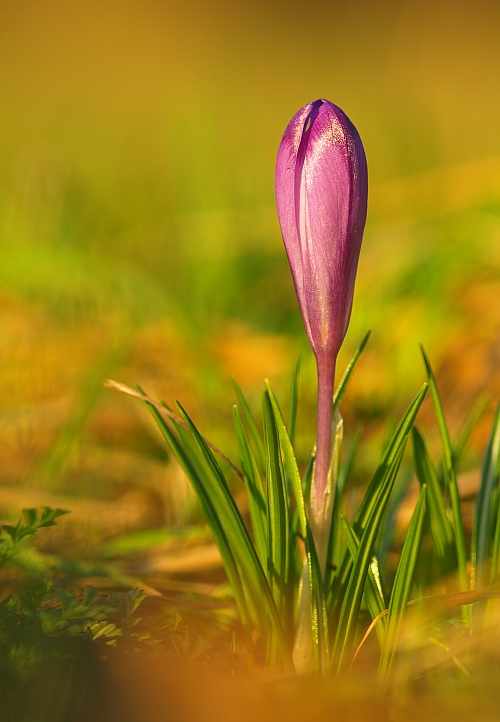 šafran karpatský Crocus heuffelianus Herb.