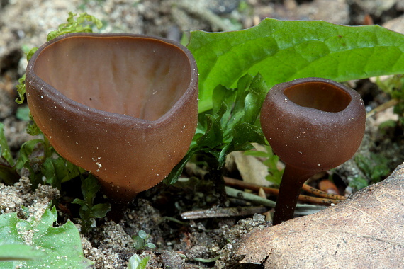 hľuznatka veternicová Dumontinia tuberosa (Bull.) L.M. Kohn