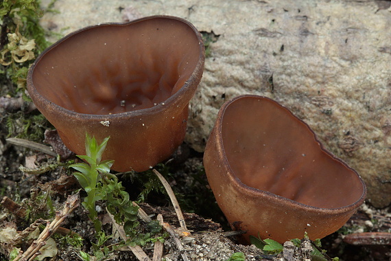 hľuznatka veternicová Dumontinia tuberosa (Bull.) L.M. Kohn