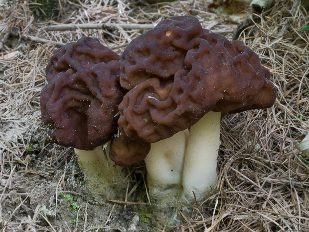 ušiak obyčajný Gyromitra esculenta (Pers.) Fr.