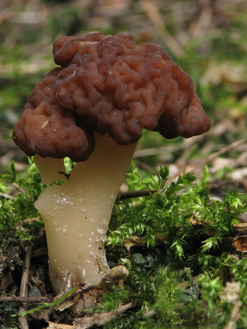 ušiak obyčajný Gyromitra esculenta (Pers.) Fr.