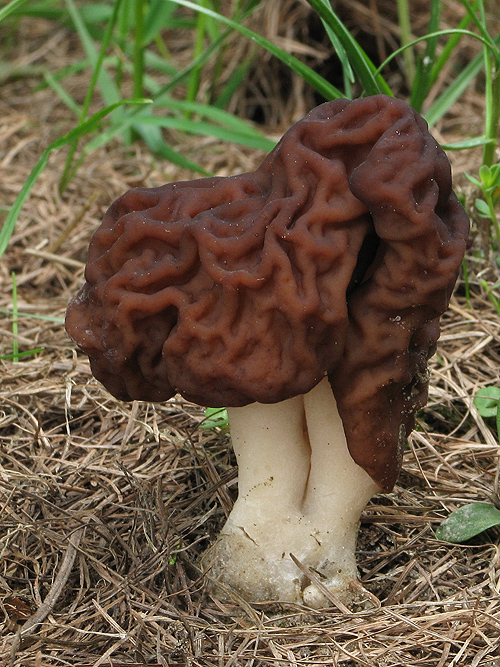 ušiak obyčajný Gyromitra esculenta (Pers.) Fr.