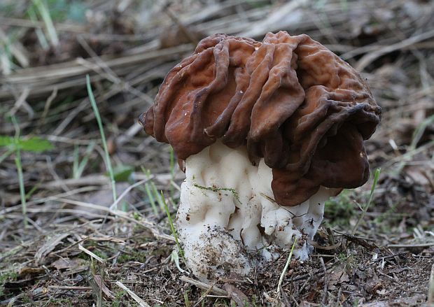 ušiak obrovský Gyromitra gigas (Krombh.) Cooke