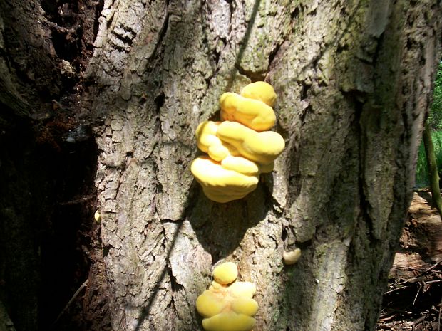 sírovec obyčajný Laetiporus sulphureus (Bull.) Murrill