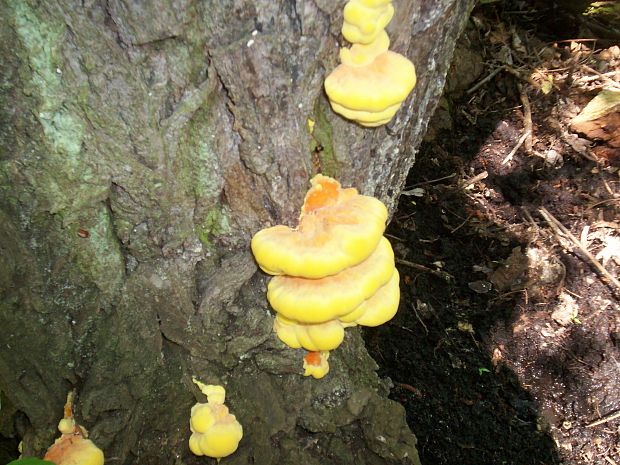 sírovec obyčajný Laetiporus sulphureus (Bull.) Murrill