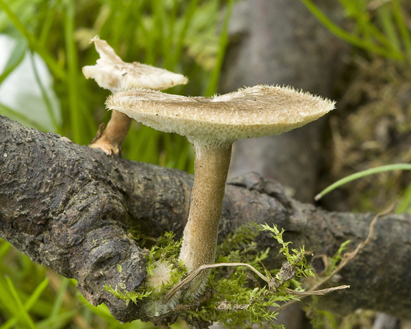 trúdnik plástovitý Lentinus arcularius (Batsch) Zmitr.