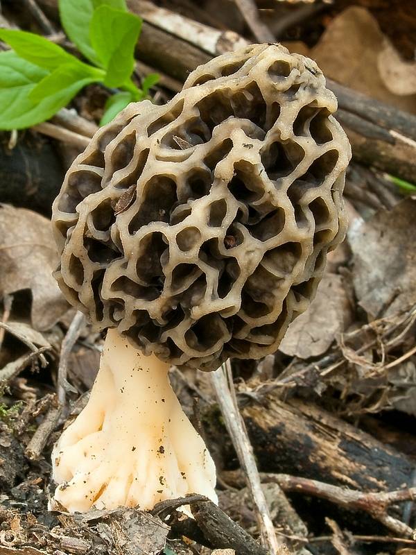 smrčok jedlý Morchella esculenta (L.) Pers.