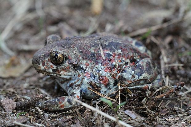 hrabavka škvrnitá - blatnice skvrnitá  Pelobates fuscus Laurenti, 1768