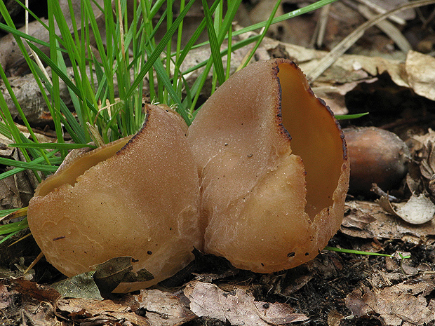 čiaška Peziza sp.