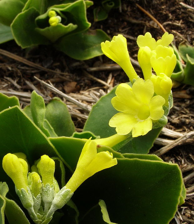 prvosienka holá Primula auricula L.