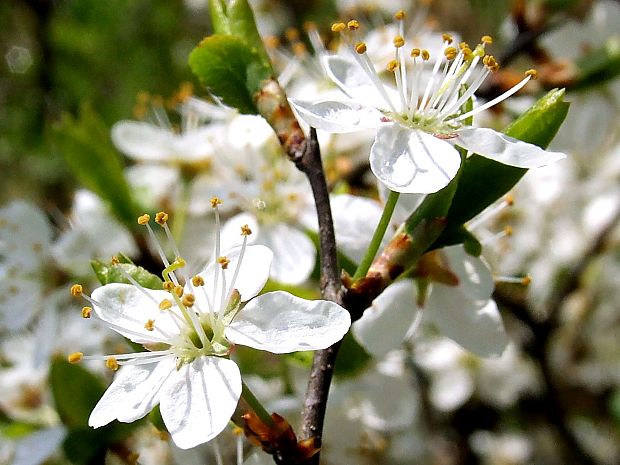 trnka obyčajná Prunus spinosa L.