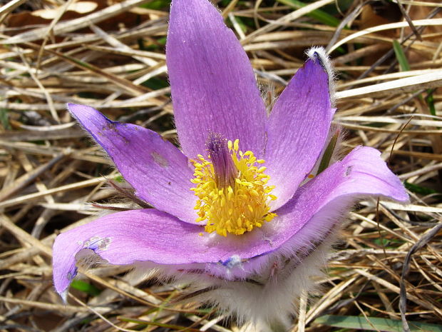 poniklec slovenský Pulsatilla slavica Reuss