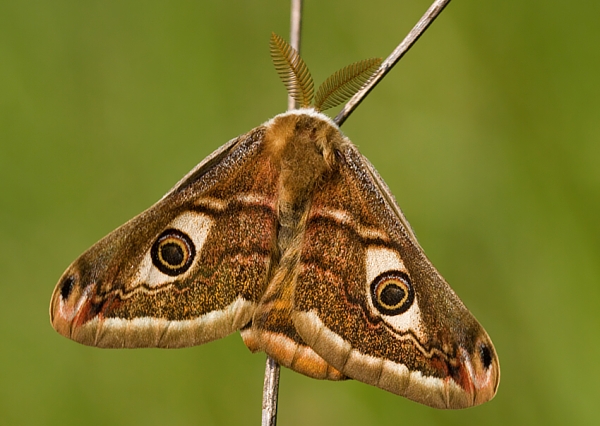 okáň menší Saturnia pavonia