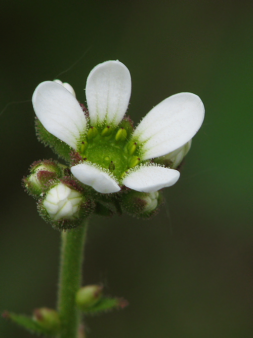 lomikameň cibuľkatý Saxifraga bulbifera L.