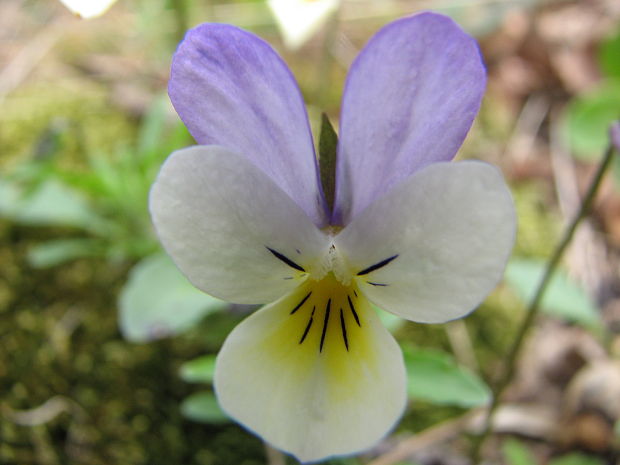 fialka trojfarebná Viola tricolor L. emend. F. W. Schmidt