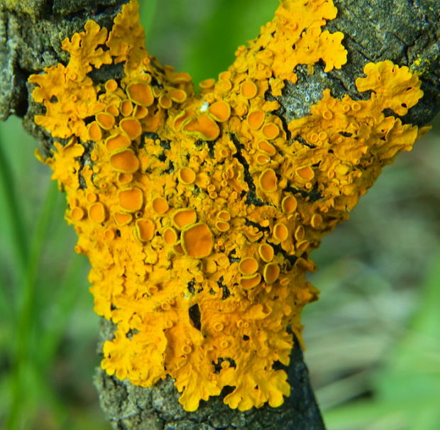 diskovník múrový Xanthoria parietina var. parietina