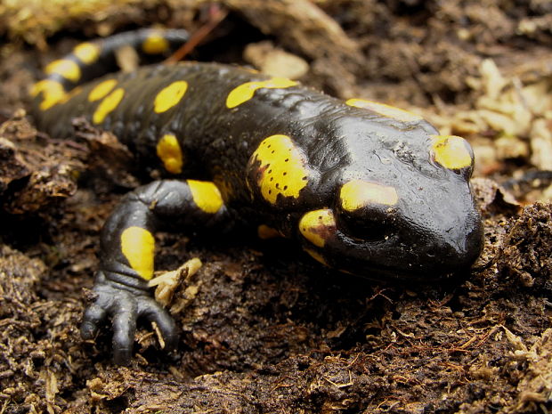 salamandra škvrnitá salamandra salamandra