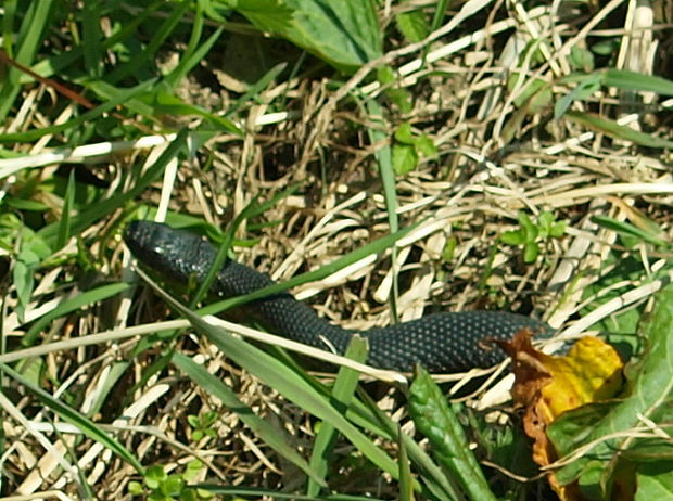 vretenica severná   (Vipera berus)