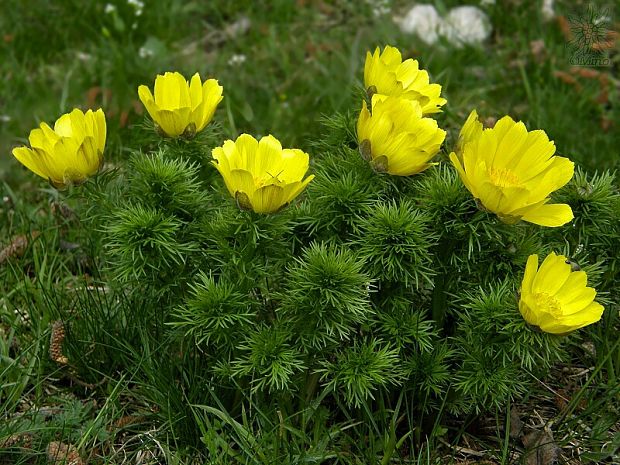 hlaváčik jarný Adonis vernalis L.