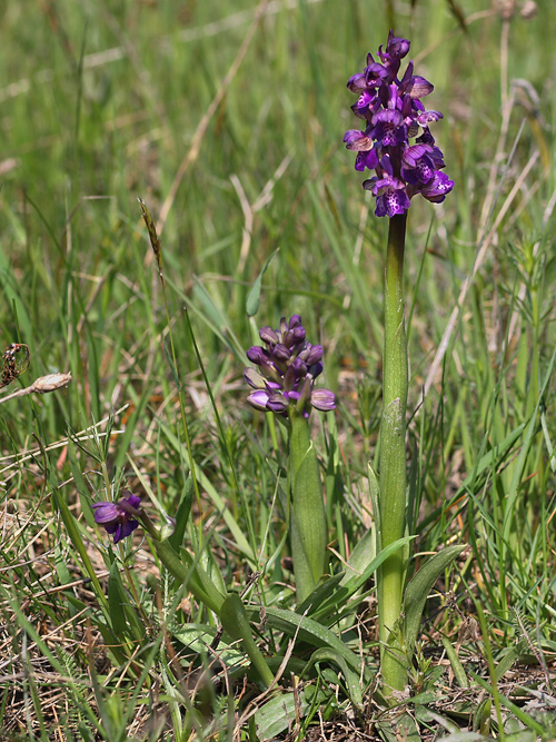 červenohlav obyčajný Anacamptis morio (L.) R. M. Bateman, A. M. Pringeon & M. W. Chase