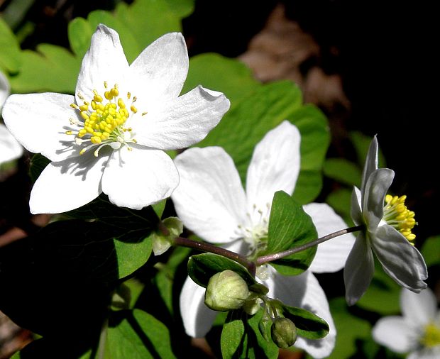 veternica hájna Anemone nemorosa L.