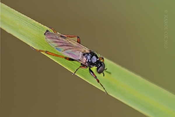 mušica Bibio johannis