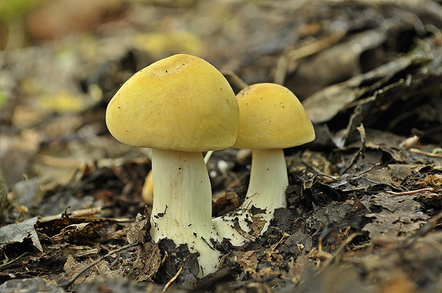 čírovnica májová Calocybe gambosa (Fr.) Donk