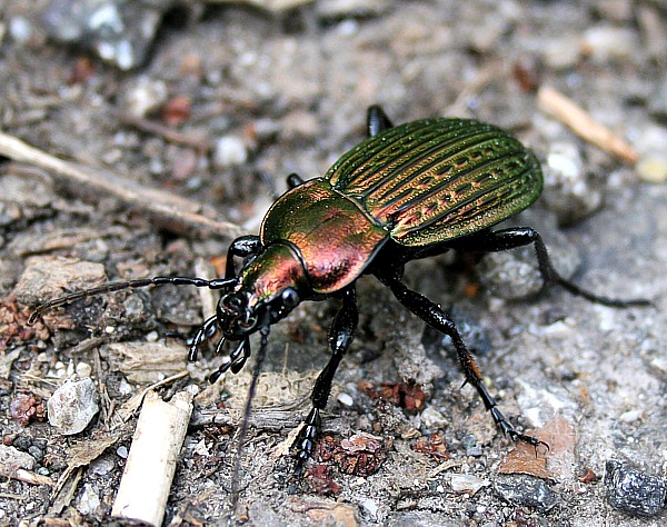 bystruška zlatomedená  Carabus ullrichi