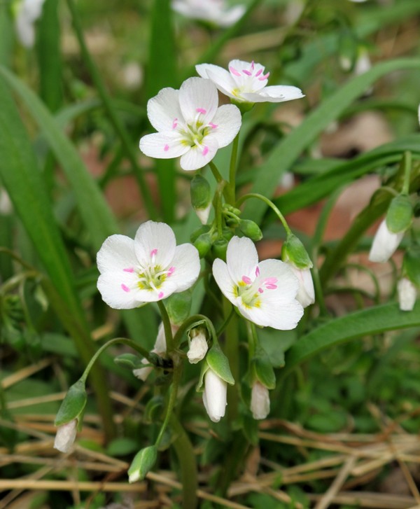 carolina spring beauty"jarna krasa" Claytonia caroliniana