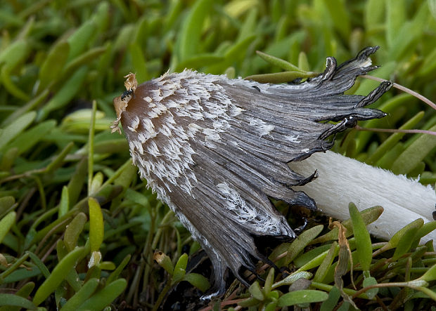 hnojník mrvový Coprinopsis cinerea (Schaeff.) Redhead, Vilgalys & Moncalvo