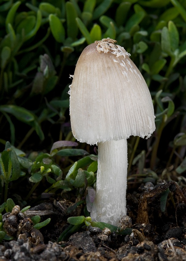 hnojník mrvový Coprinopsis cinerea (Schaeff.) Redhead, Vilgalys & Moncalvo