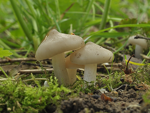 hodvábnica jarná Entoloma clypeatum (L.) P. Kumm.