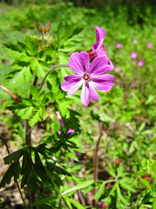 pakost smradľavý Geranium robertianum L.