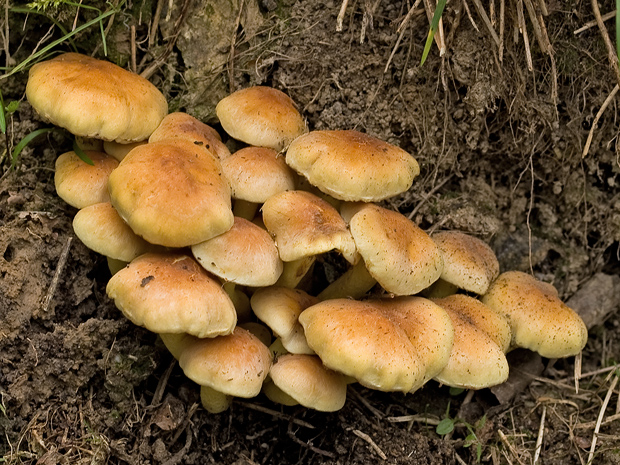 strapcovka Hypholoma sp.