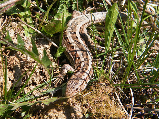 jašterica krátkohlavá Lacerta agilis