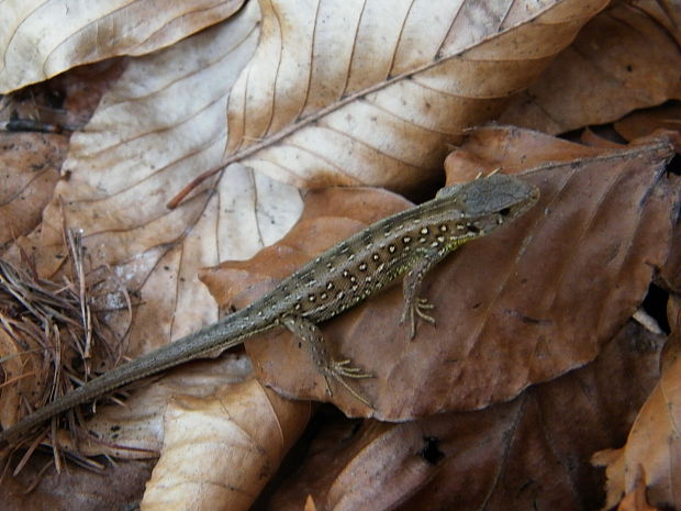 jašterica krátkohlavá Lacerta agilis