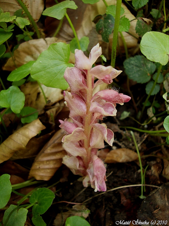 zubovník šupinatý Lathraea squamaria L.