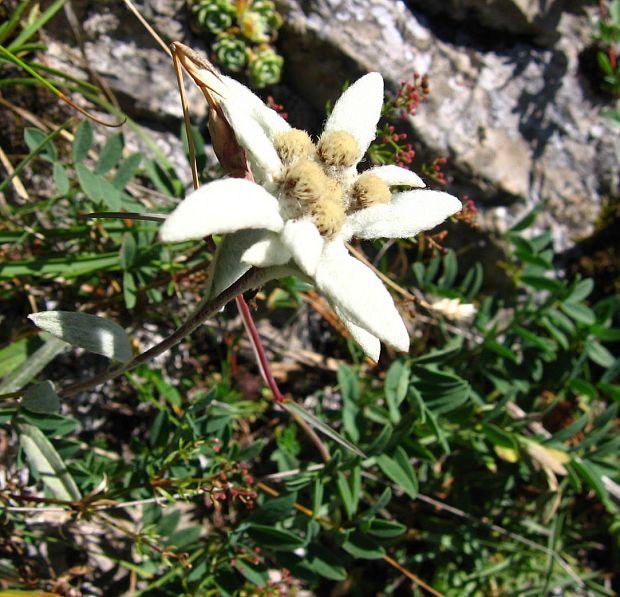 plesnivec alpínsky Leontopodium alpinum Cass.