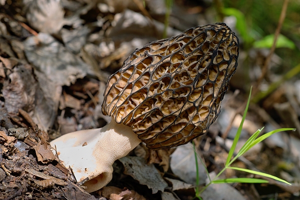 smrčok černastorebrový Morchella angusticeps Peck