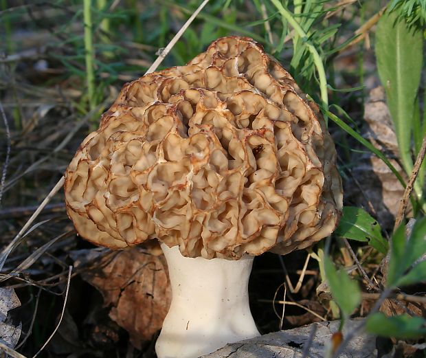 smrčok jedlý Morchella esculenta (L.) Pers.