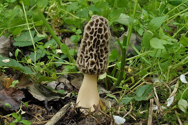 smrčok jedlý Morchella esculenta (L.) Pers.