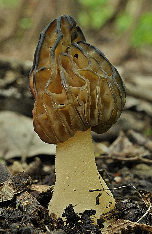 smrčok hybridný Morchella semilibera DC.