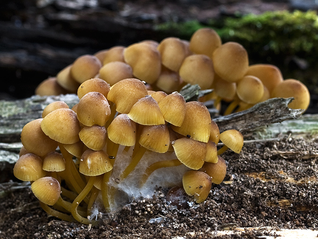 prilbička žltohlúbiková Mycena renati Quél.