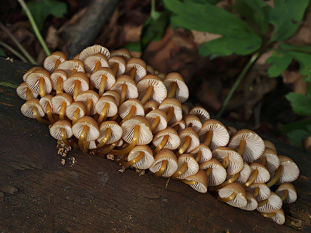 prilbička žltohlúbiková Mycena renati Quél.