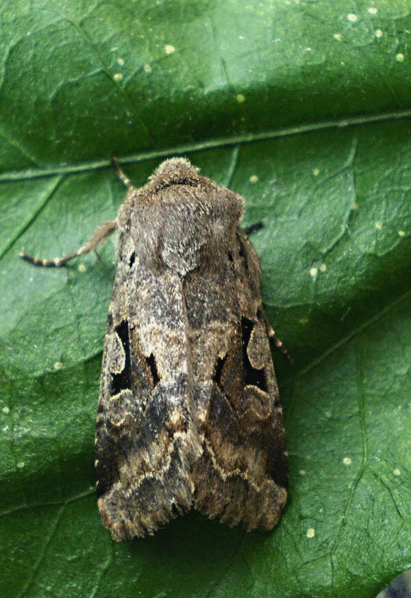 mora ovocná   /   jarnice ovocná Orthosia gothica Linnaeus, 1758