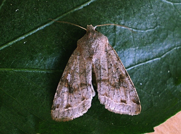 mora jarná   -   Jarnice březnová Orthosia incerta