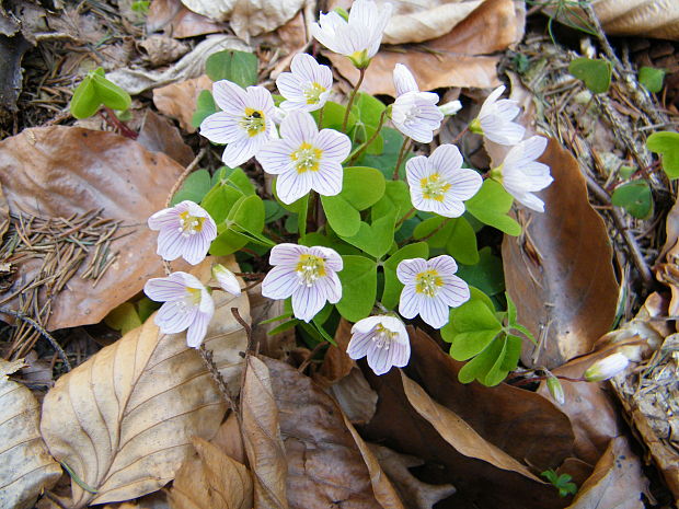 kyslička obyčajná Oxalis acetosella L.