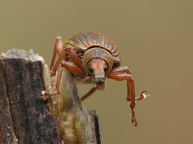 šupináčik krový Polydrusus mollis