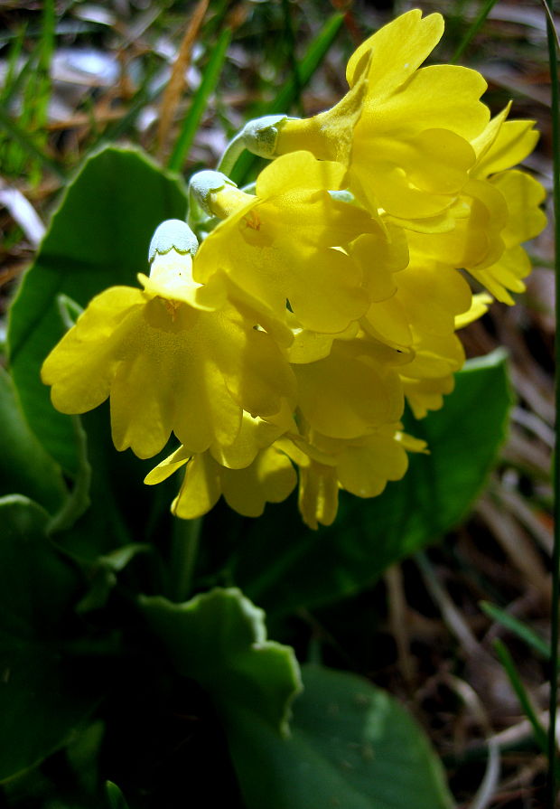 prvosienka holá Primula auricula L.