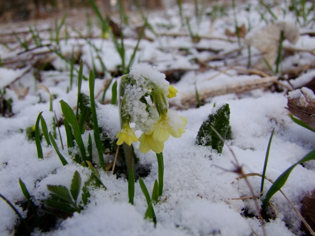 prvosienka jarná Primula veris L.